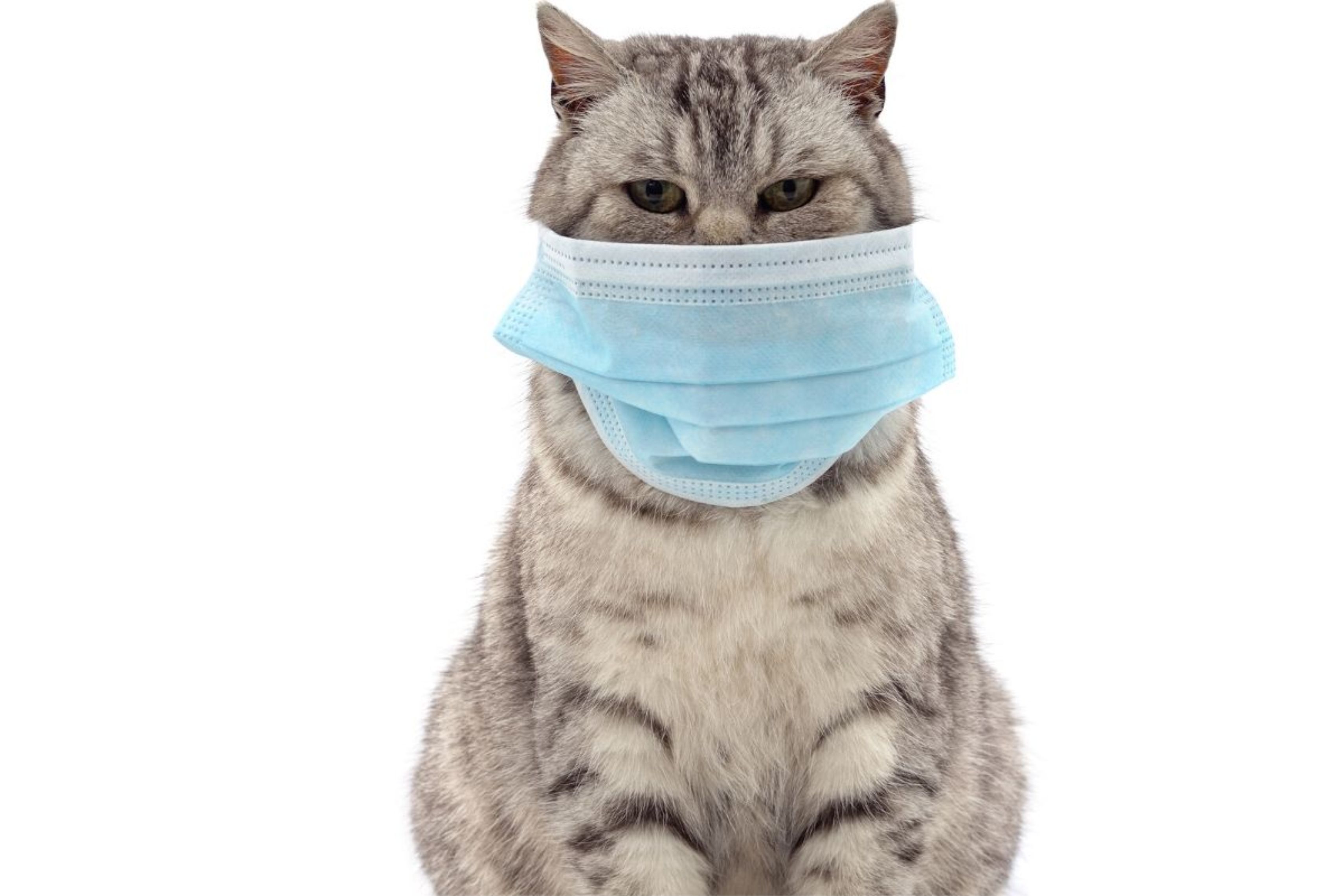 Coronavírus e Pets Anhambi